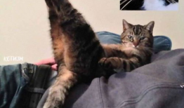 猫咪视频在线观看,猫咪视频在线观看精选集